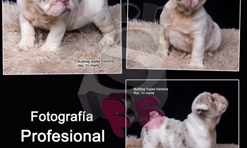 FOTOGRAFÍA PROFESIONAL PARA TU MASCOTA FOTOGEN LA MILAGROSA