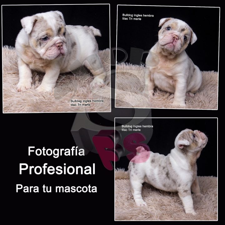 FOTOGRAFÍA PROFESIONAL PARA TU MASCOTA FOTOGEN LA MILAGROSA